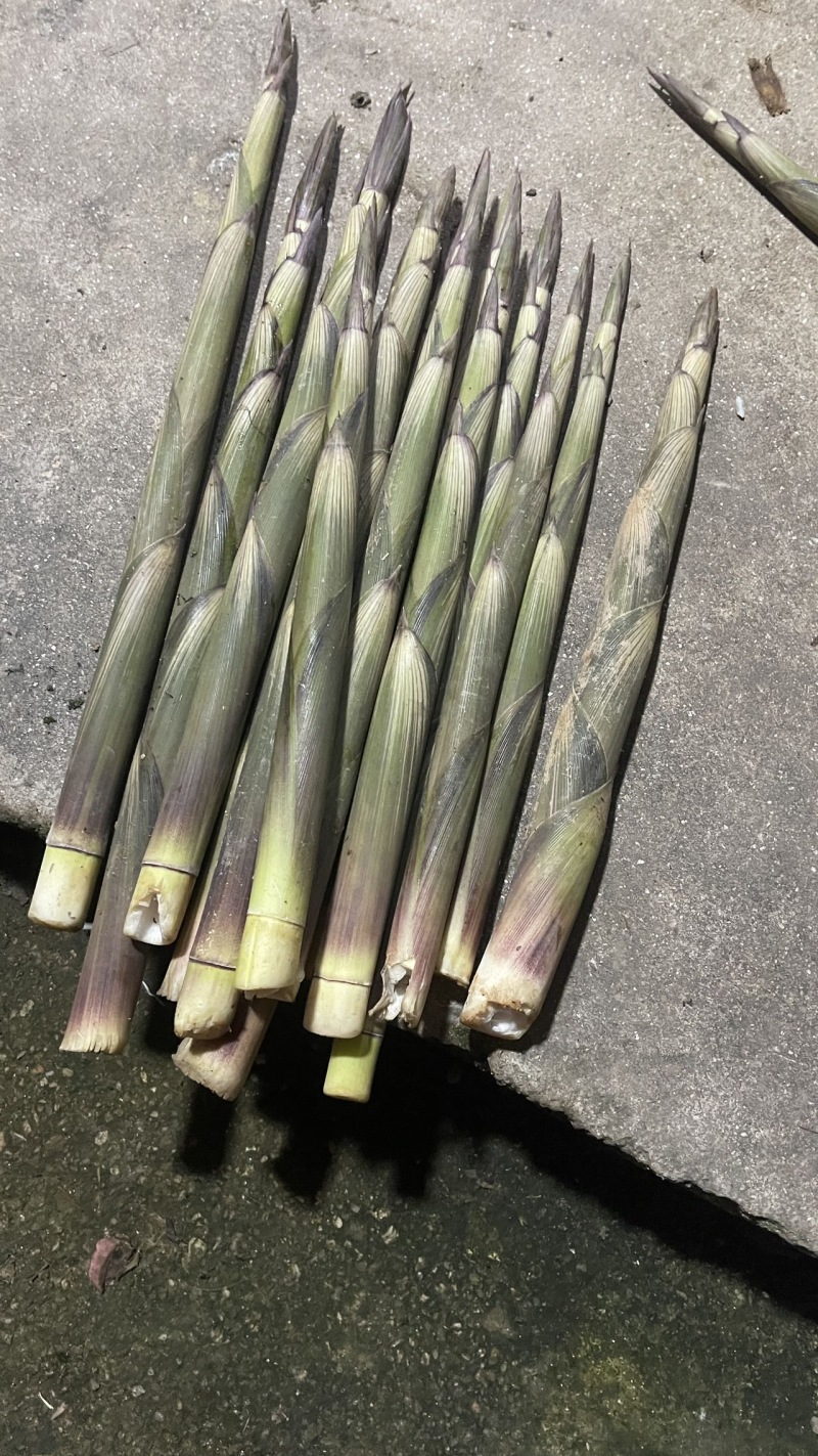 甜竹笋大量上市场带壳批发0.8一斤上车价，都是精品货