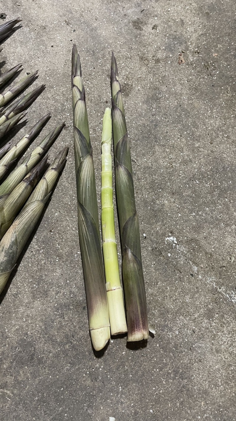 甜竹笋大量上市场带壳批发0.8一斤上车价，都是精品货
