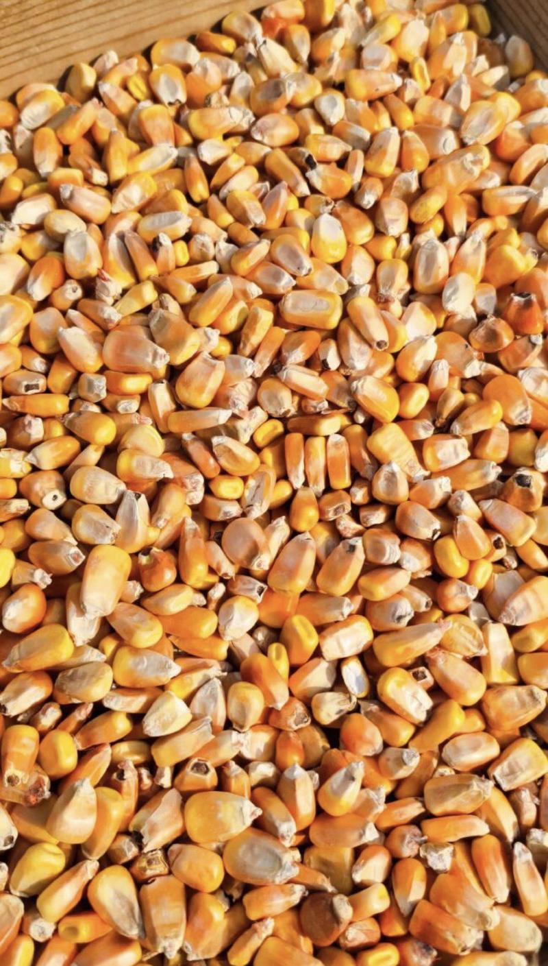 先玉335干玉米粒水分14容重700产地吉林