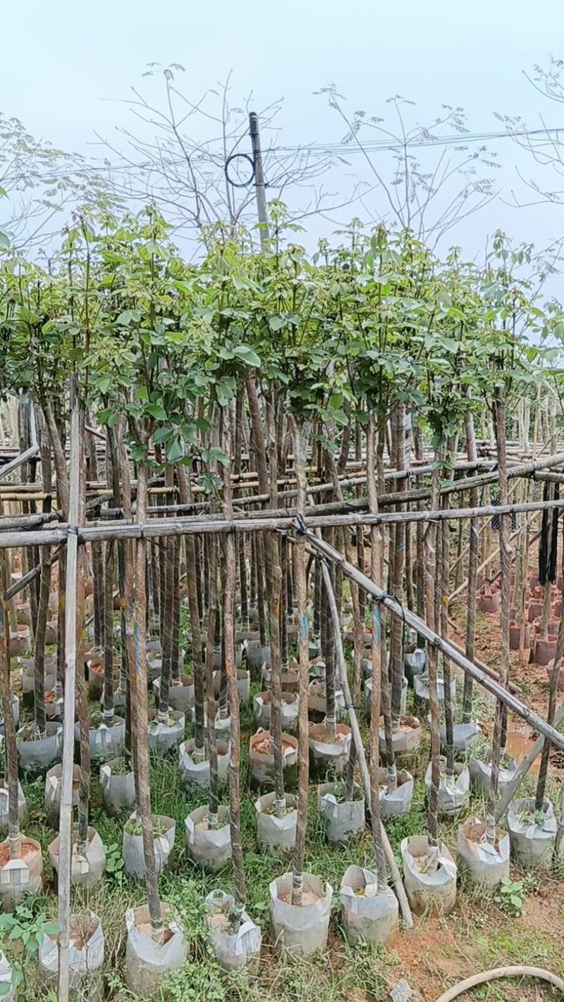 多花/少花黄花风铃木3～7公分