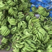 散蕉出售，直供农场，快速配送，品质保证。