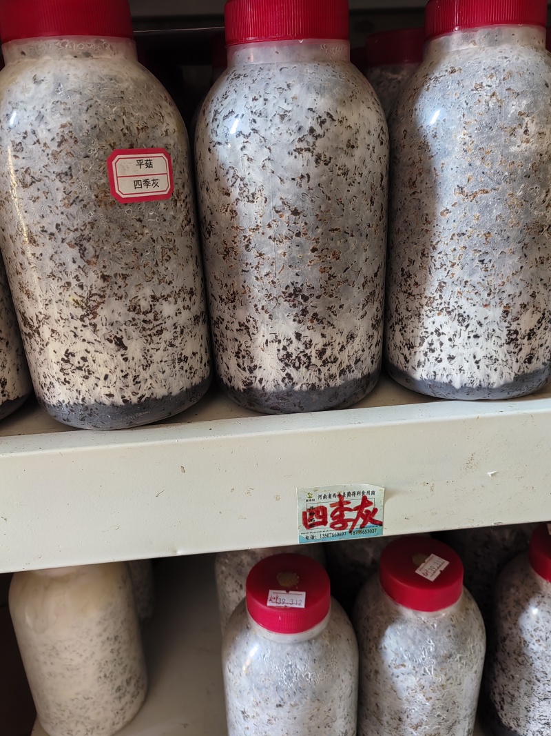 平菇原种四季灰周年出菇菌株！800毫升塑料瓶装栗木培养基