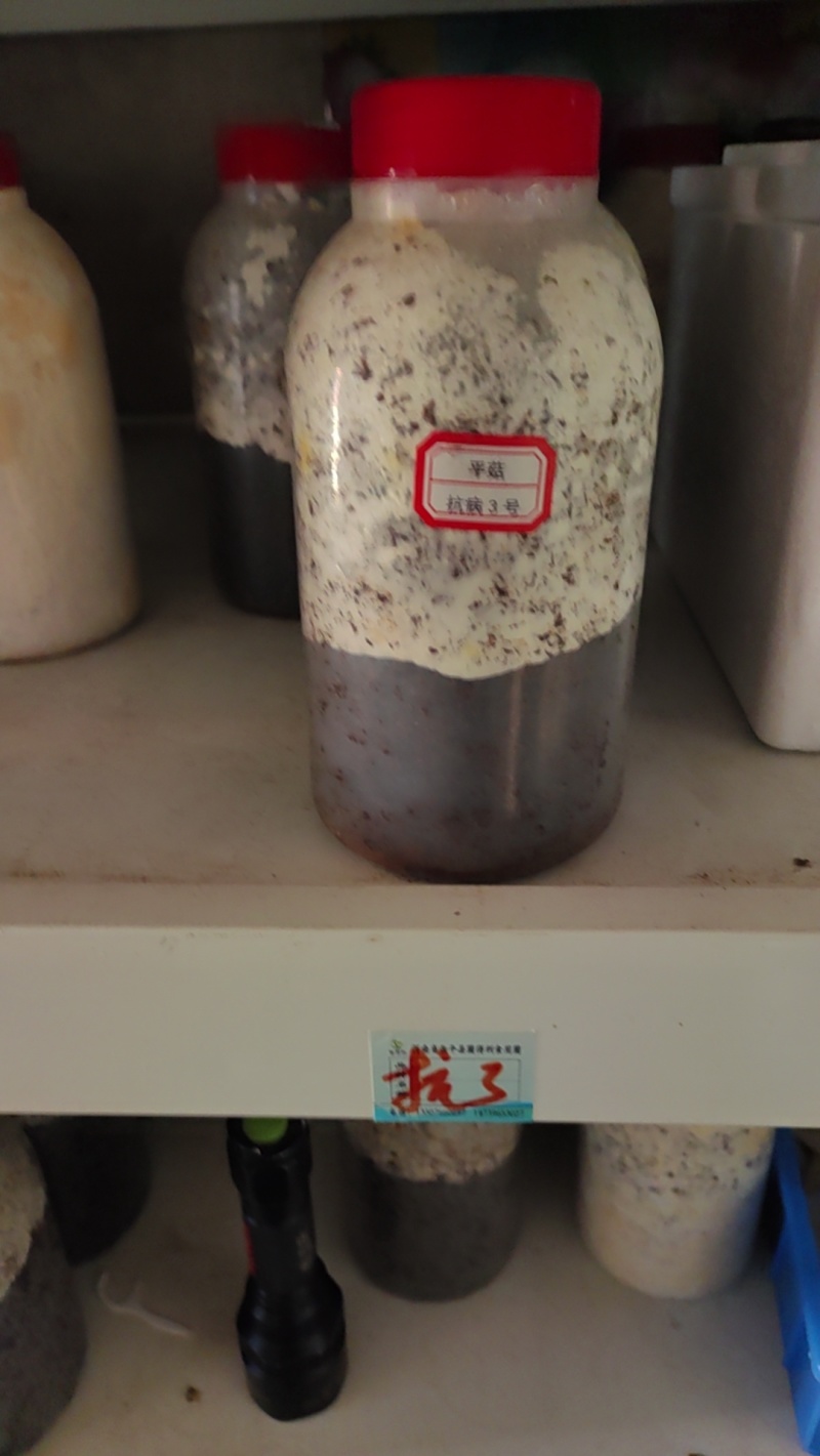 高温平菇原种大叶39！白色或灰白色！是春夏秋出菇的品种！