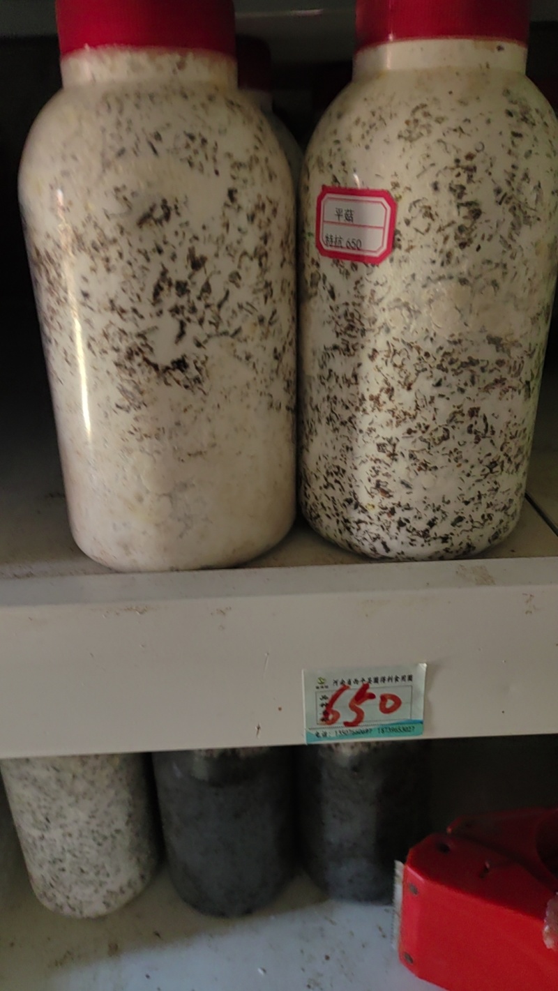 高温平菇原种大叶39！白色或灰白色！是春夏秋出菇的品种！