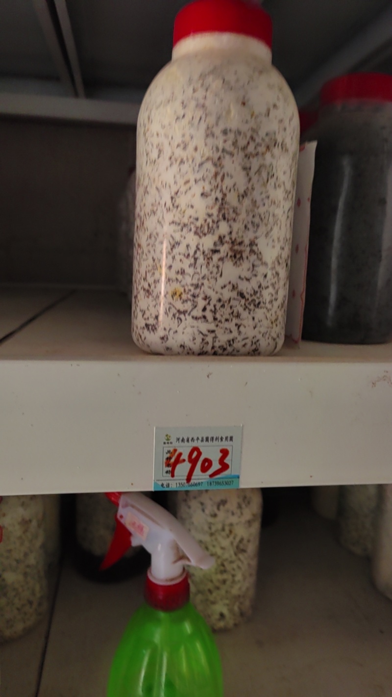 平菇原种四季灰周年出菇菌株！800毫升塑料瓶装栗木培养基