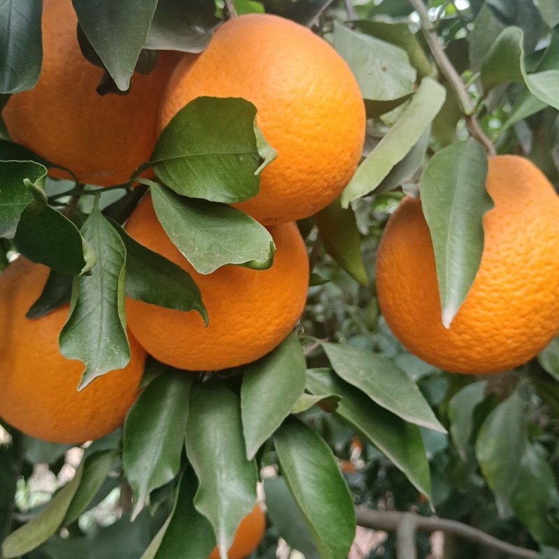 青见果冻橙