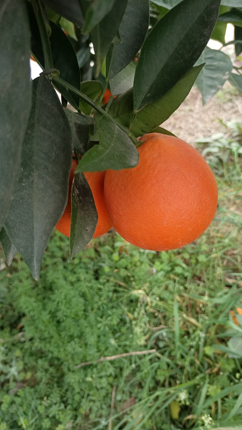 青见果冻橙
