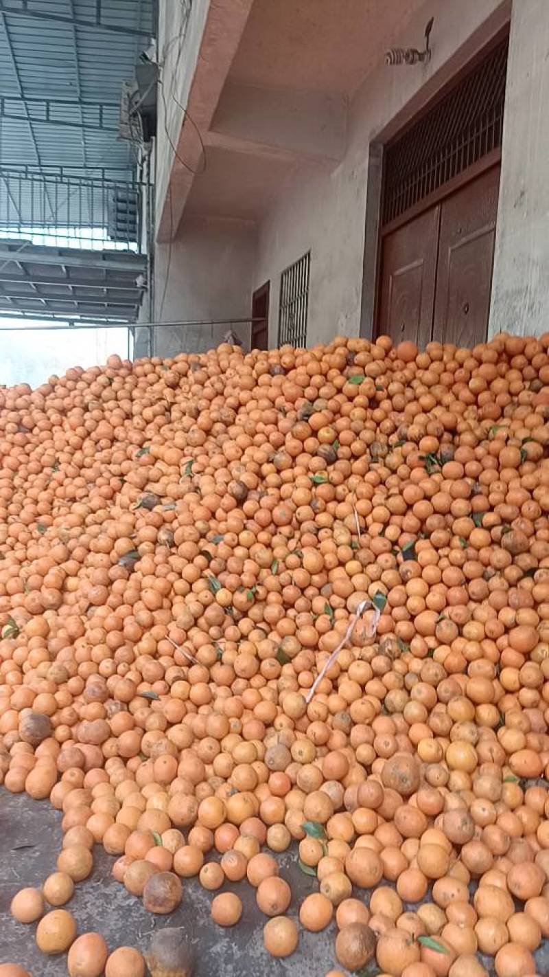 新鲜脐橙，甜蜜多汁，直供农场，健康美味，榨汁果