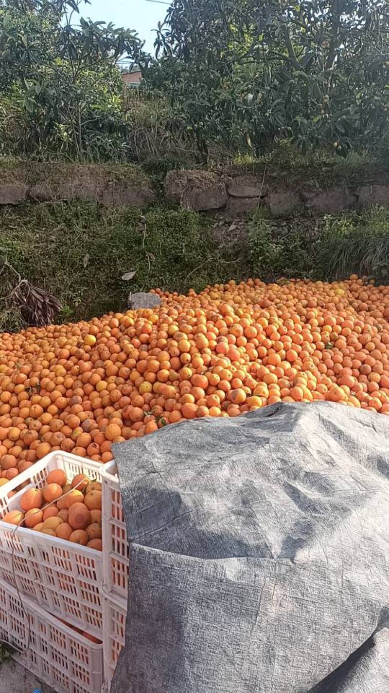 新鲜脐橙，甜蜜多汁，直供农场，健康美味，榨汁果