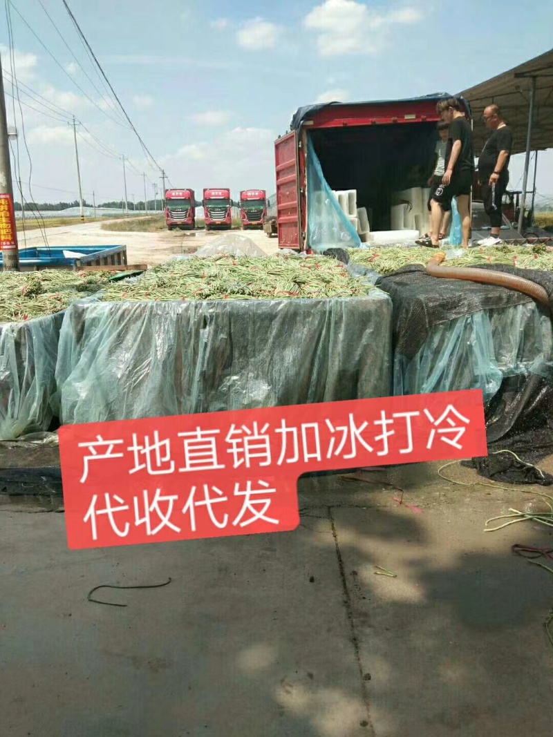 聊城长豆角大量上市中，质量好货量大，欢迎光临
