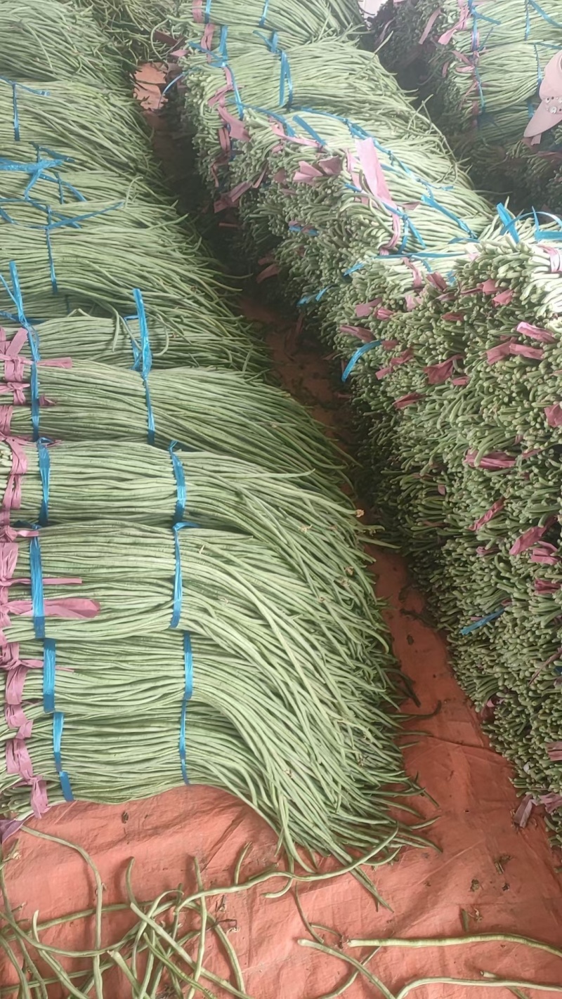 聊城长豆角大量上市中，质量好货量大，欢迎光临