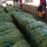 聊城长豆角大量上市中，质量好货量大，欢迎光临
