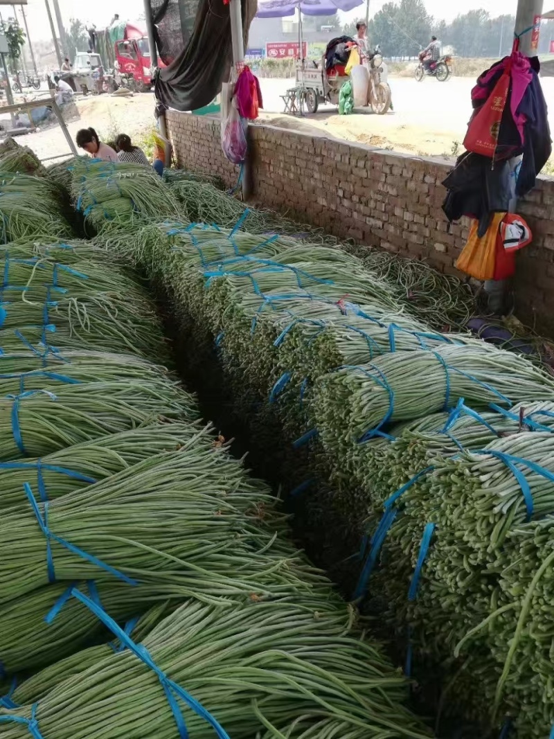 聊城长豆角大量上市中，质量好货量大，欢迎光临
