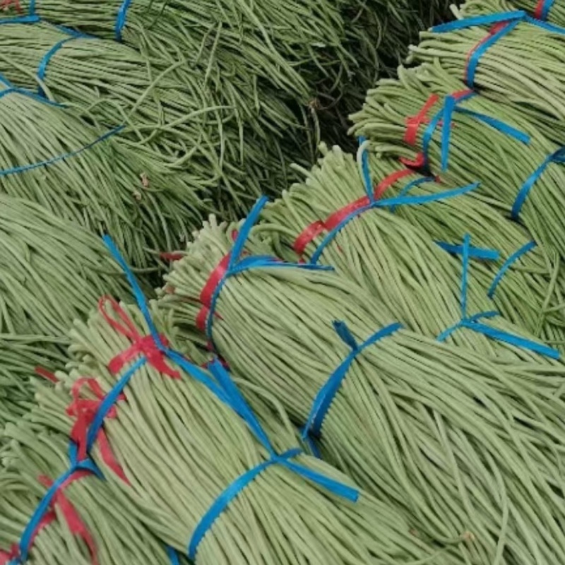 聊城长豆角大量上市中，质量好货量大，欢迎光临
