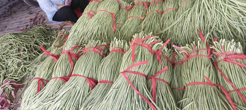 聊城长豆角大量上市中，质量好货量大，欢迎光临