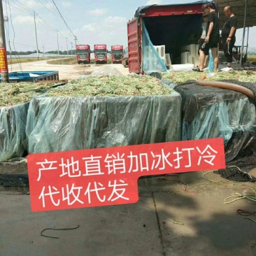 聊城长豆角大量上市中，质量好货量大，欢迎光临