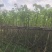 宫粉紫荆（1-5公分）