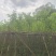 宫粉紫荆（1-5公分）