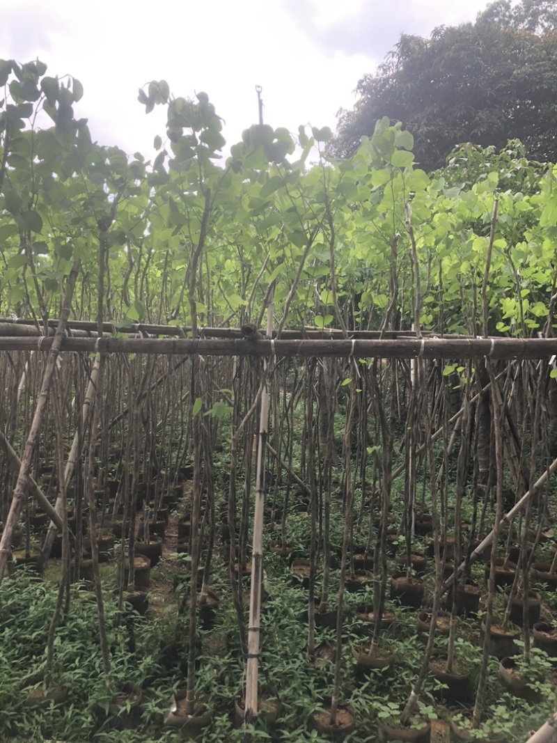 宫粉紫荆（1-5公分）