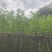 宫粉紫荆（1-5公分）