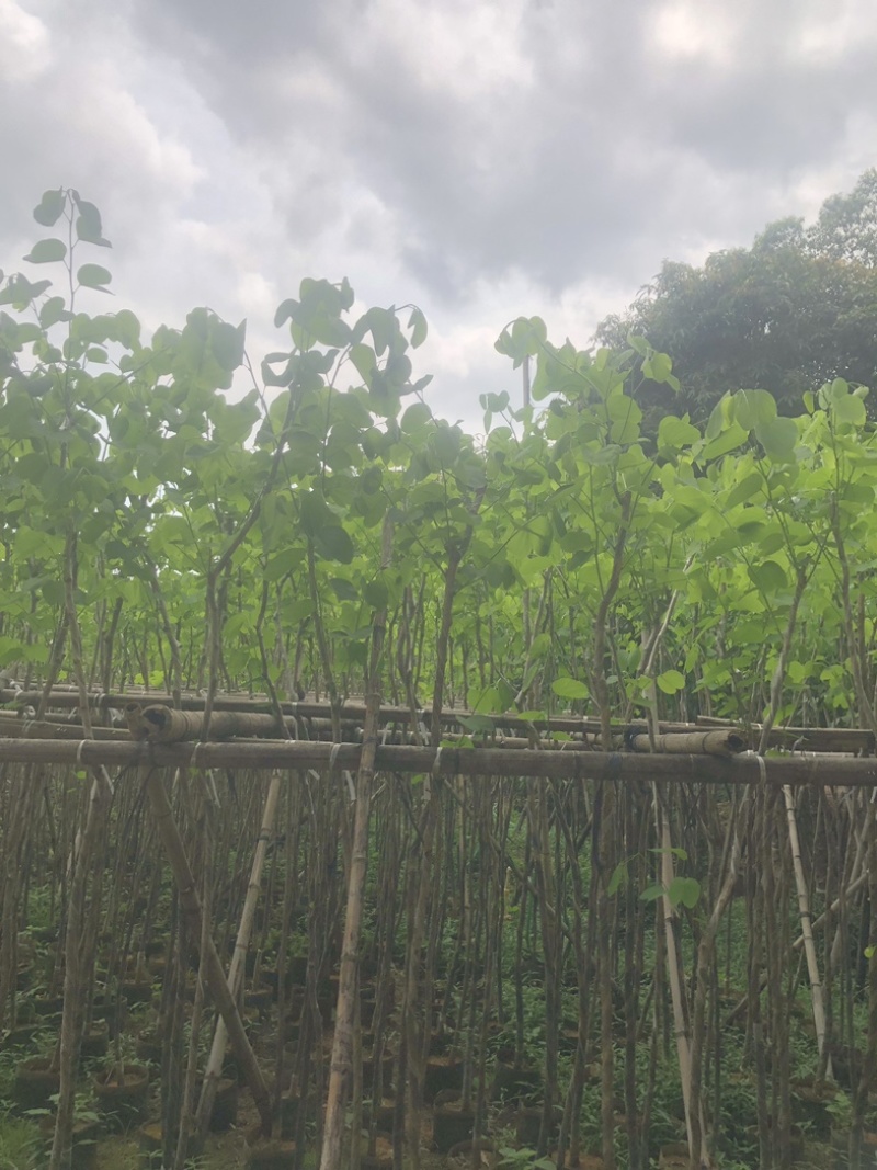 宫粉紫荆（1-5公分）