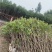 桂花3公分
