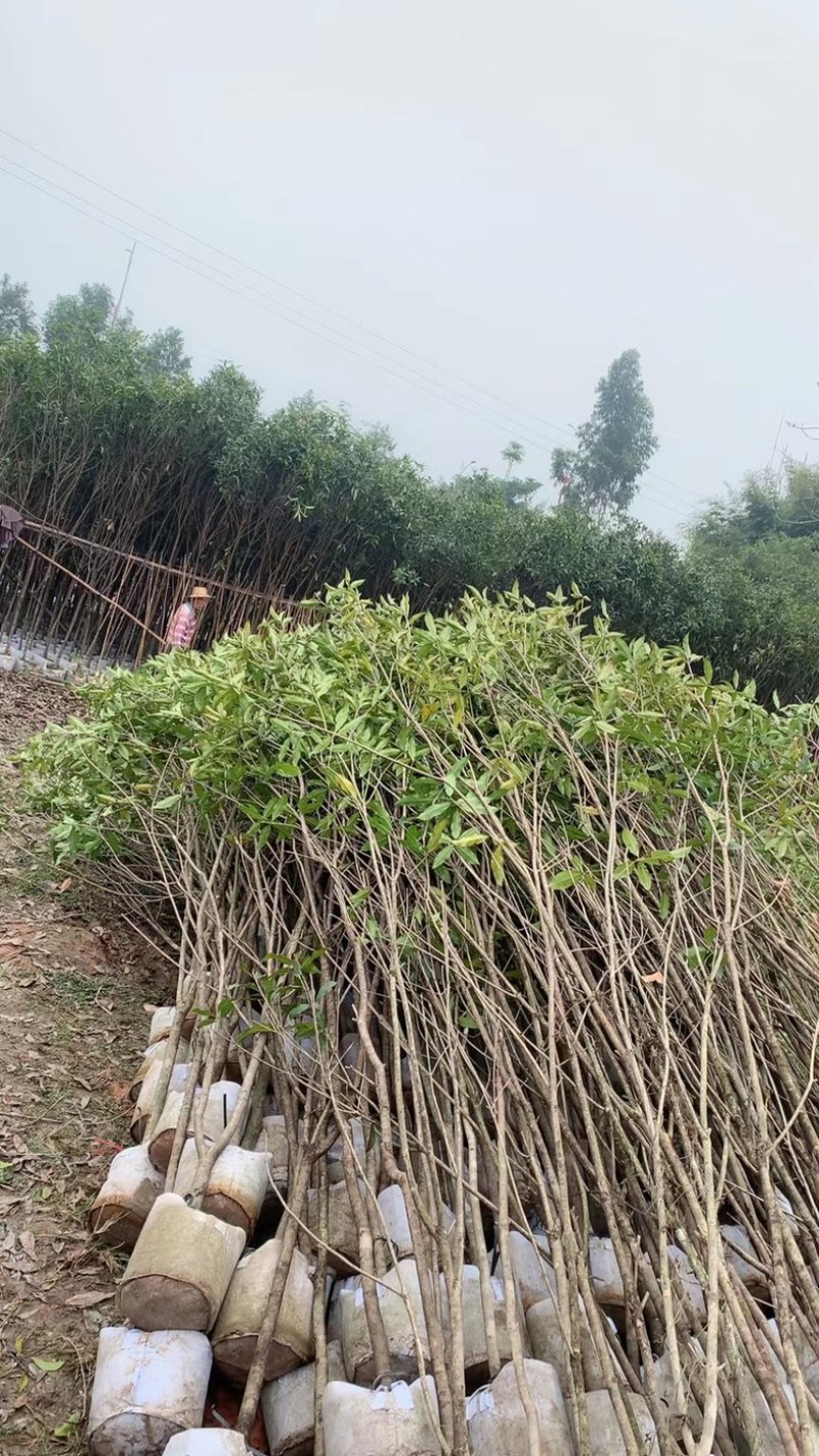 桂花3公分