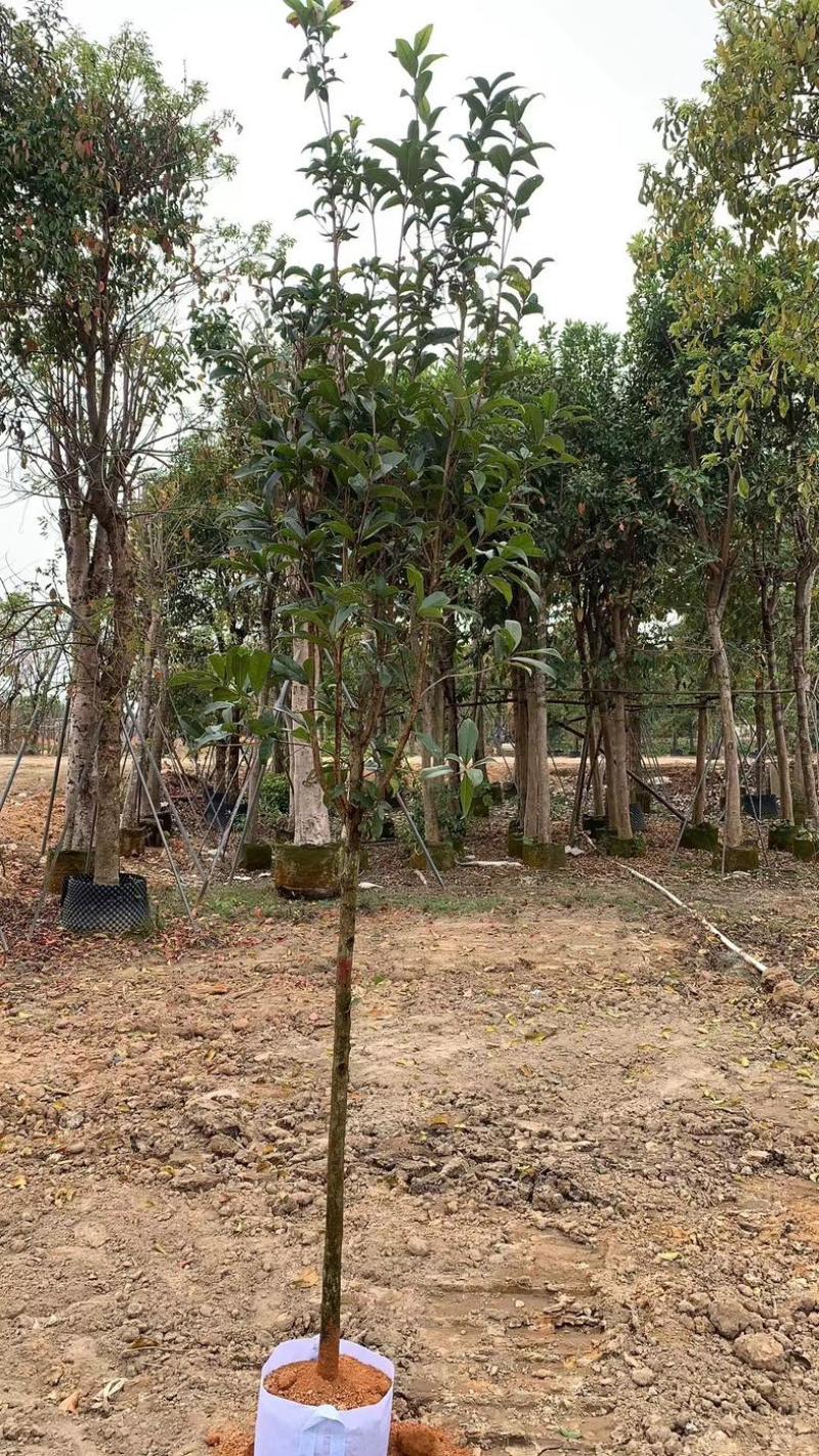桂花3公分