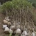 桂花3公分