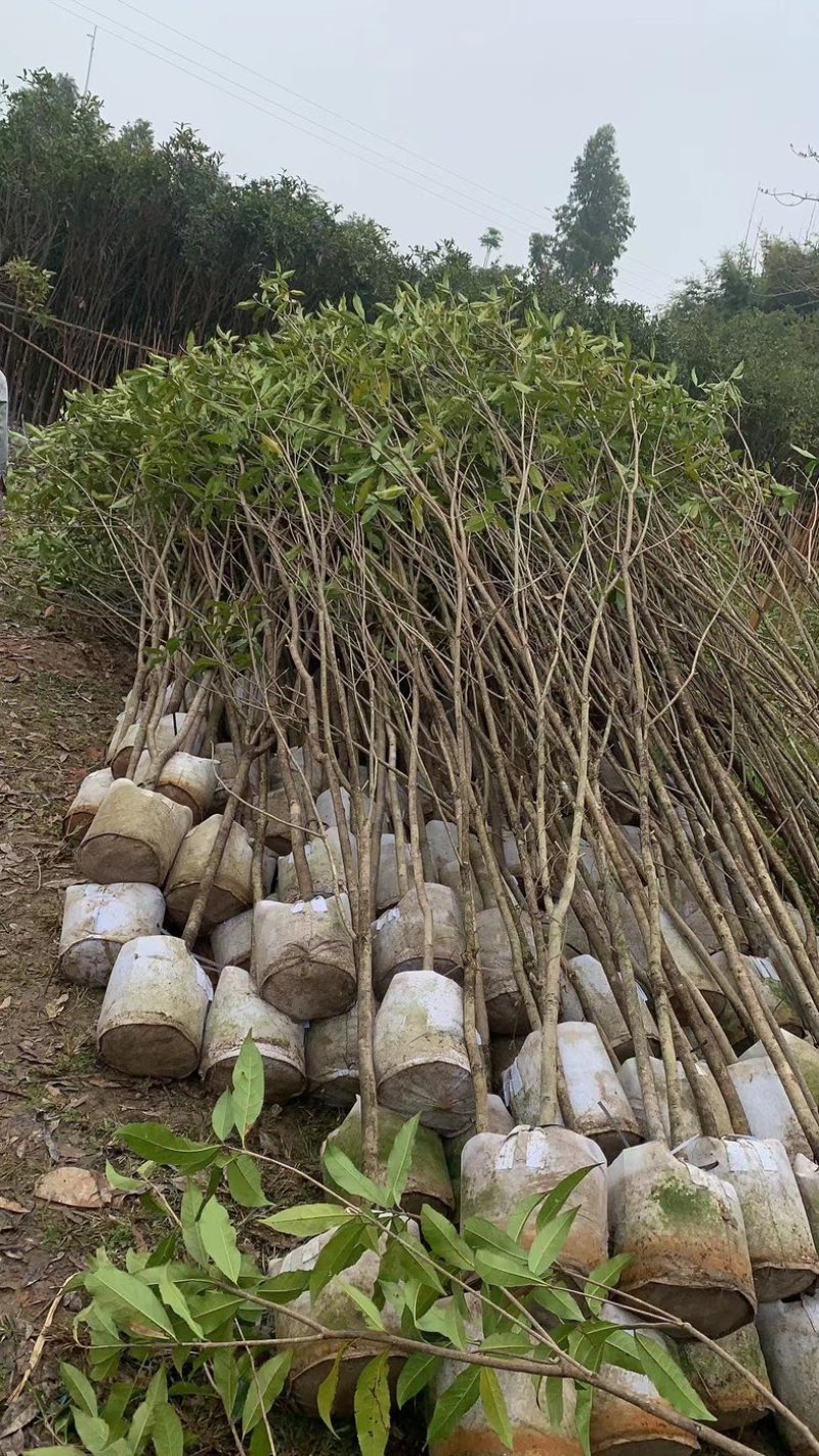 桂花3公分