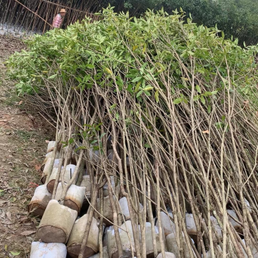 桂花3公分
