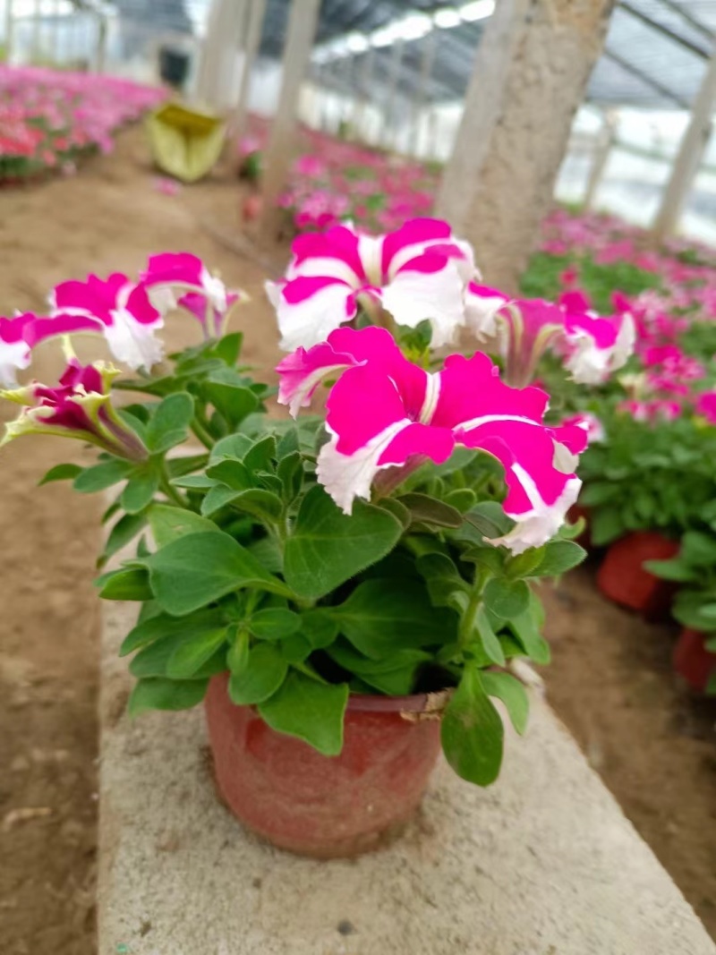 五彩牵牛花