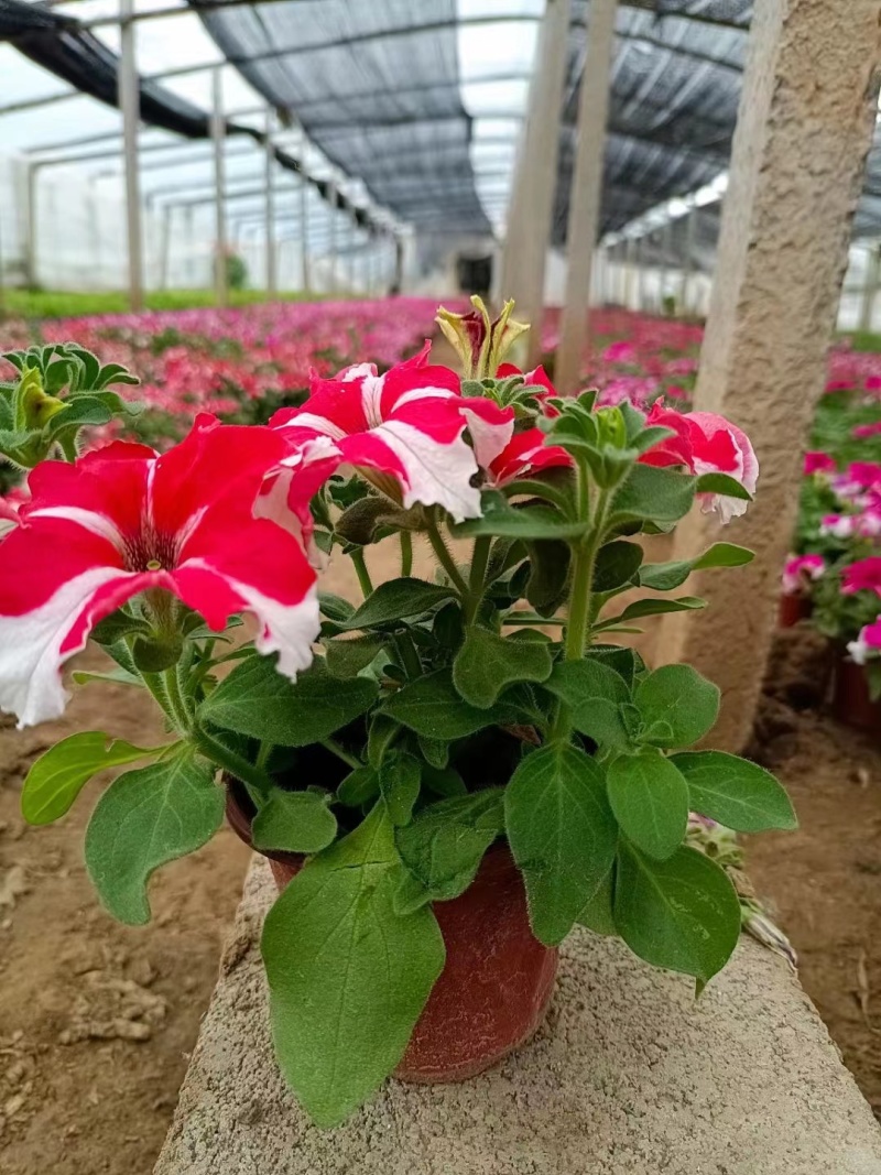 五彩牵牛花