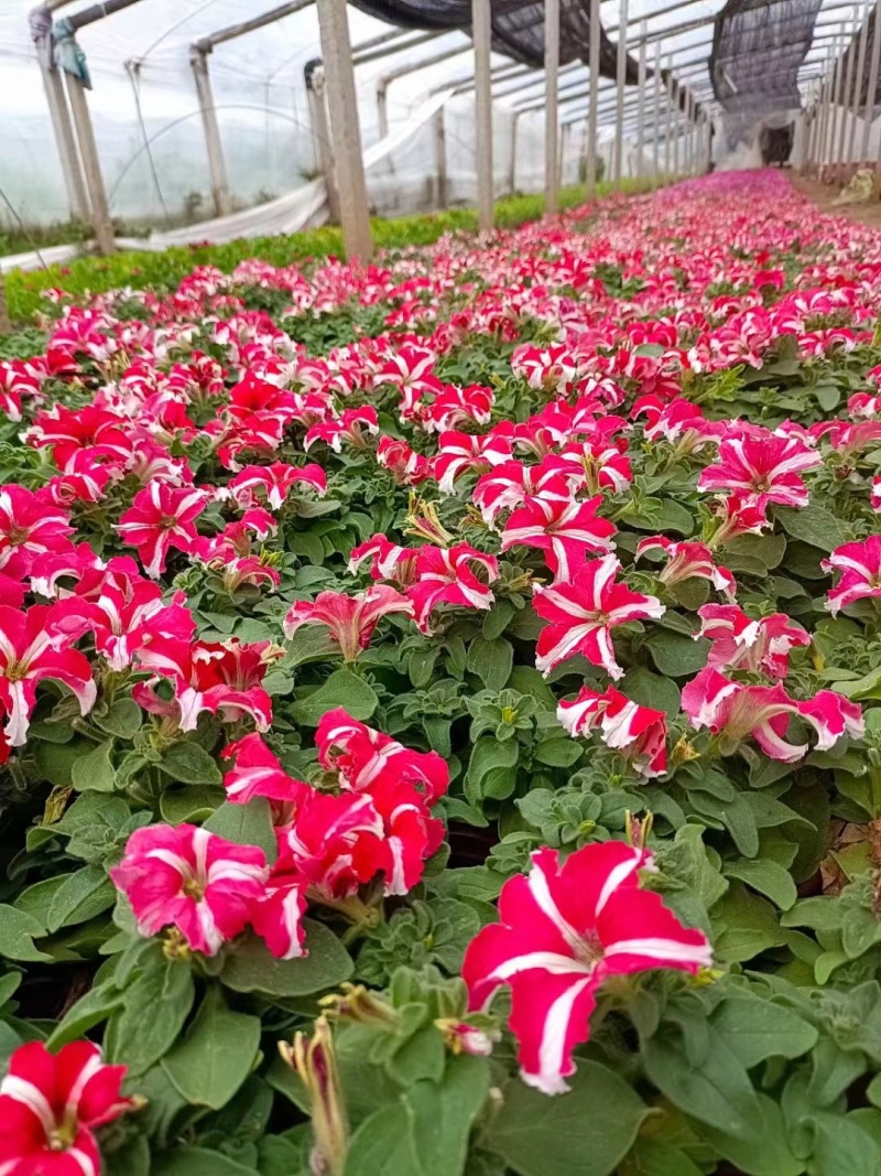 五彩牵牛花