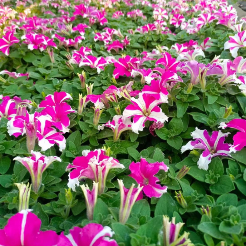 五彩牵牛花