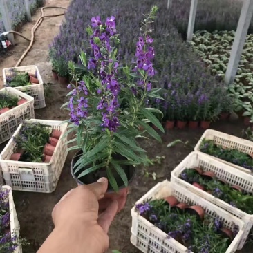 鼠尾草