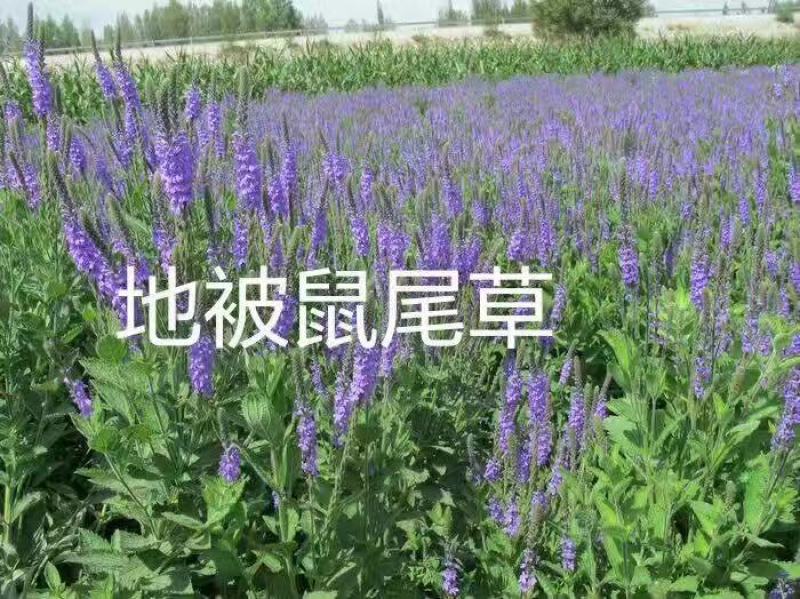 鼠尾草