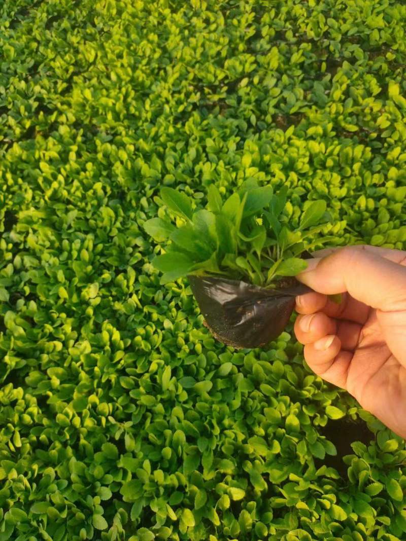 鼠尾草