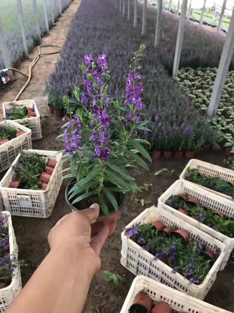 鼠尾草