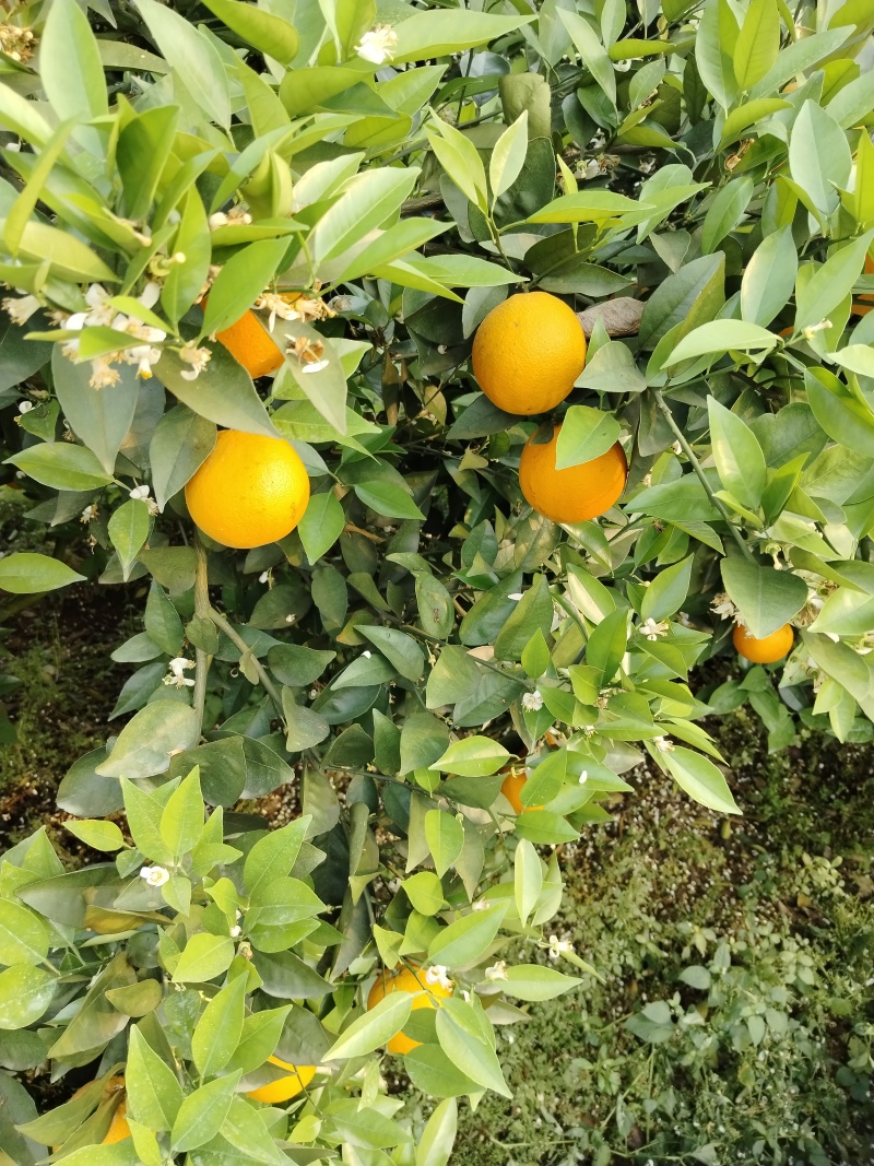 橙子，脐橙