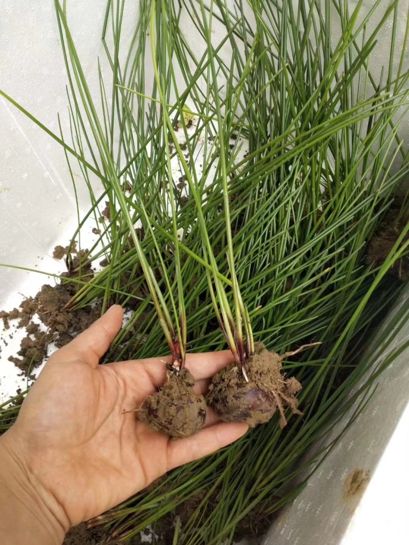 荔浦马蹄（荸荠）种苗包成活率