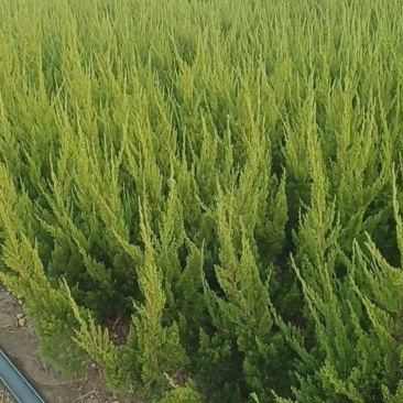 龙柏种植基地小龙柏苗木常绿灌木耐寒耐旱适应性强