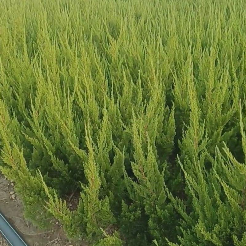 龙柏种植基地小龙柏苗木常绿灌木耐寒耐旱适应性强