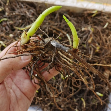 白芨块茎苗紫花三叉大白芨，产量含量高，品质有保证