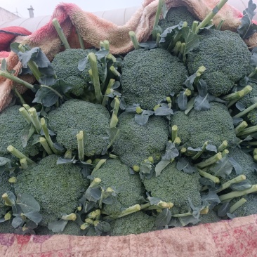 【推荐精品】西兰花/耐寒优秀西兰花品质好价格优欢迎电联