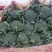 【推荐精品】西兰花/耐寒优秀西兰花品质好价格优欢迎电联