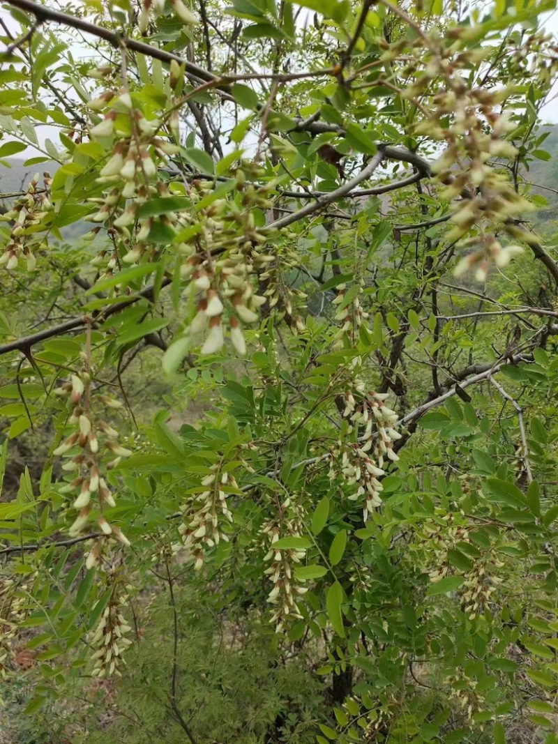 野生鲜槐花.全部精品洋槐花.寻野生洋槐花.！