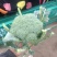 【推荐精品】西兰花/耐寒优秀西兰花品质好价格优欢迎电联