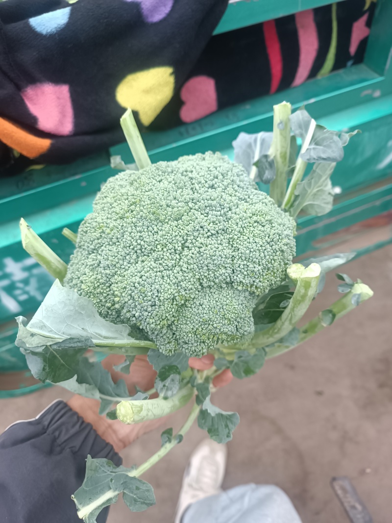 【推荐精品】西兰花/耐寒优秀西兰花品质好价格优欢迎电联