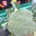 【推荐精品】西兰花/耐寒优秀西兰花品质好价格优欢迎电联